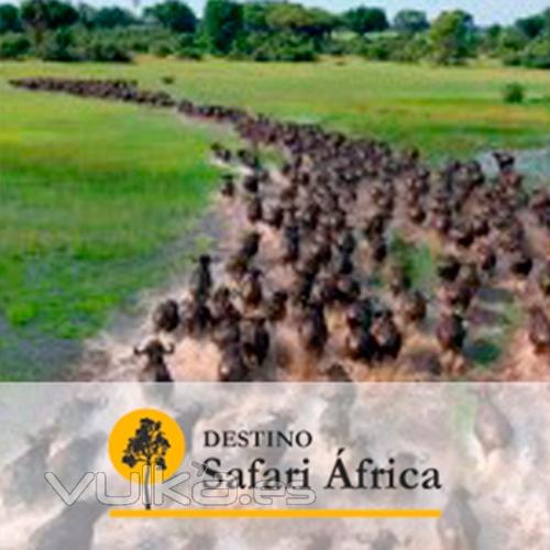 Safari Kenia. Viajes a Kenia - La Ruta del Okavango