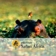 Safari kenia. viajes a kenia - soar con frica