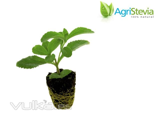 Plantones de Stevia - AgriStevia.com