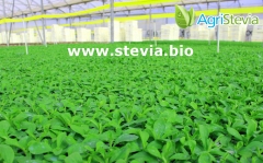 Vivero de stevia rebaudiana - agristevia.com