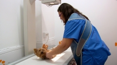 Clinica veterinaria la huella - foto 1