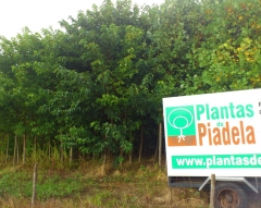 Plantas de Piadela, S.L.