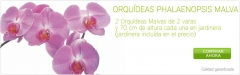 Regala orquideas con flores4you