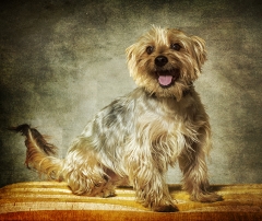 Foto mascotas