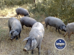 Apadrina un cerdo
