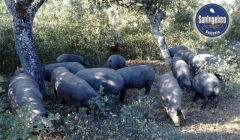 Cerdos ibricos de bellota