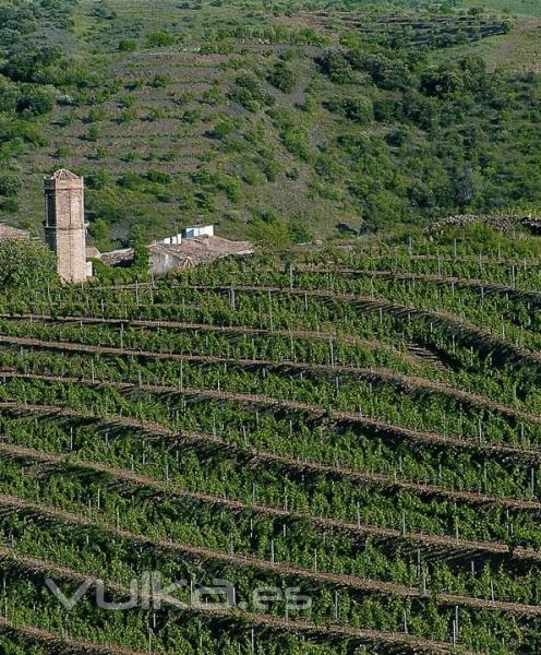 catalonia wine tours