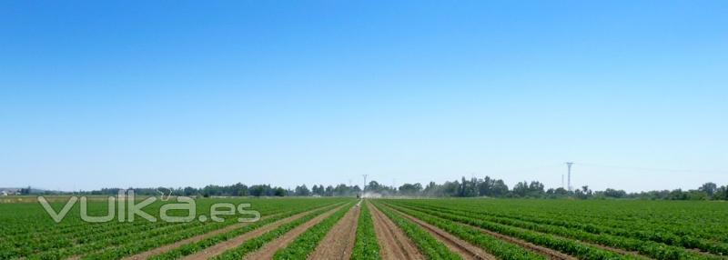 Agraz - Plantación