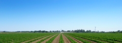 Agraz - Plantación