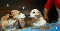 Foto 7 perreras en Sevilla - Lavamascotas Autoservicio 24h ,  Hidrocanin  s.l