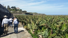 Platanera en el guincho, garachico con taxistenerife