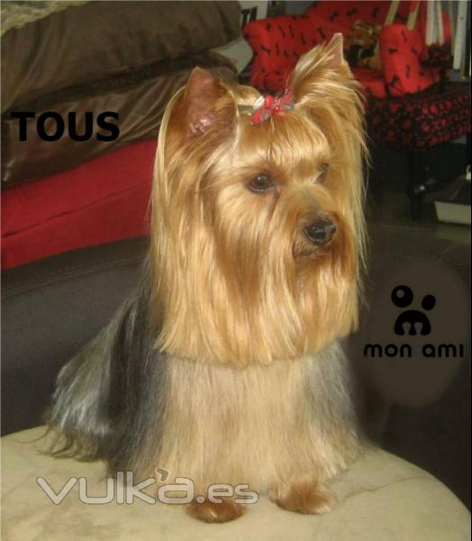 Tous, un Yorky con mucho estilo