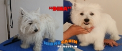LAVAMASCOTAS AUTOSERVICIO 24H , HIDROCANIN S.L