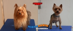 Foto 6 perreras en Sevilla - Lavamascotas Autoservicio 24h ,  Hidrocanin  s.l