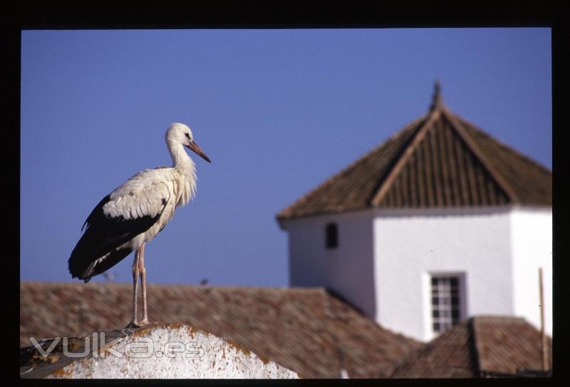 Cigüeña tejados Iglesia - Foto isabel Pecino