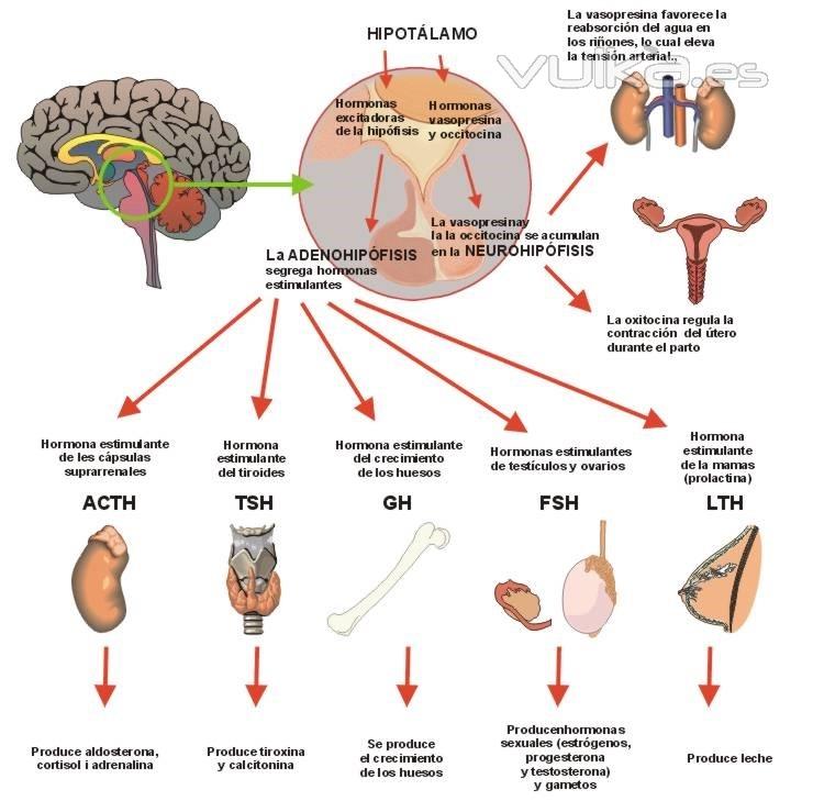 Sistema Endocrino