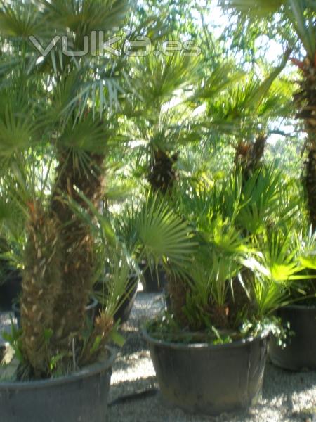 palmeras