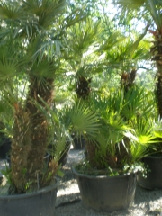 Palmeras