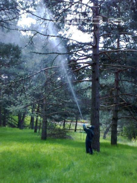 Fumigación contra procesionaria del pino realizada por Ailcapa