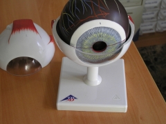 Partes del ojo modelo artificial