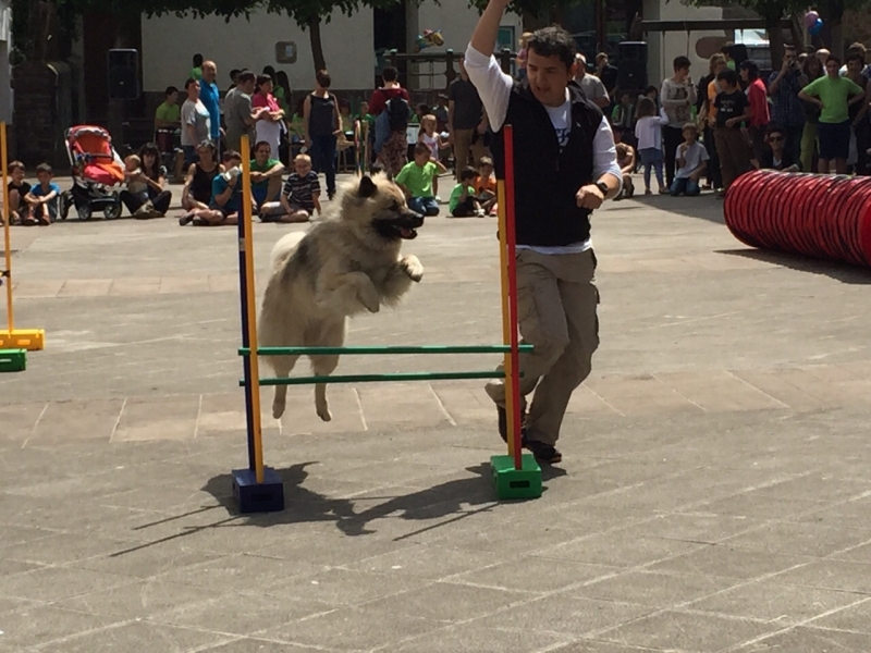 AGILITY EN GUIPUZCOA ETOLCANIN