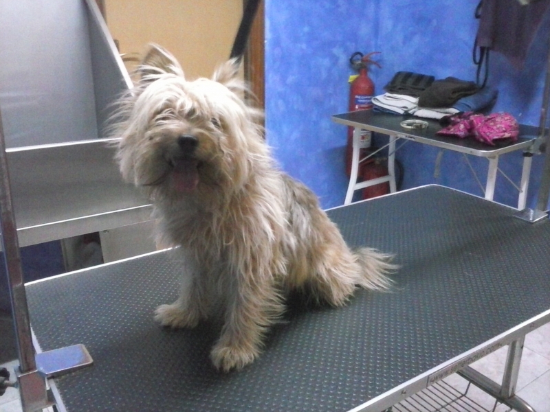 Antes del corte de pelo en Doguete peluqueria canina de avd. Jaume I 120 Mollet