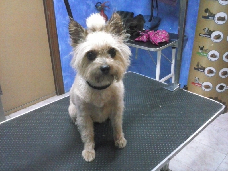 Despues del corte de pelo en Doguete peluqueria canina de avd. Jaume I 120 Mollet