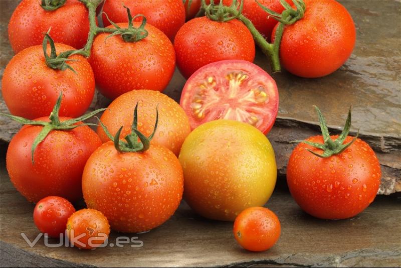 Tomates