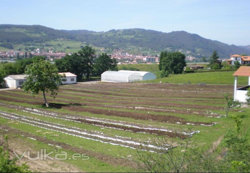 Lombriastur Explotación en La Mata, Grado 