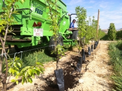 Aplicacion de abono organico en perales barlett de 3 anos