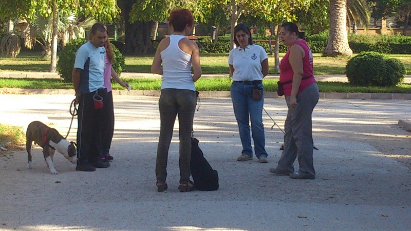 Curso de Educacin Bsica Canina en grupo, Koira Adiestramiento Canino