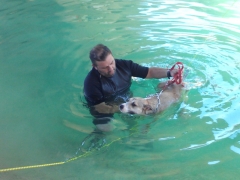 Jornada de natacion canina, koira educacion canina