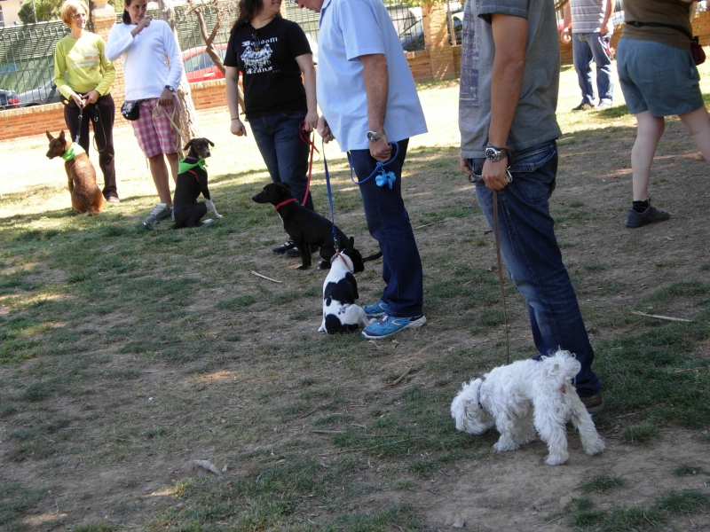 Curso de Educacin Canina Bsica en grupo, KOIRA