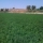 Alfalfa de magnifica calidad en el Altiplano granadino  