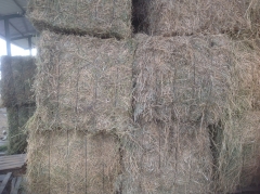 Paca de cuatro cuerdas de alfalfa en rama Somos productores de alfalfa en el Este de Andaluca 