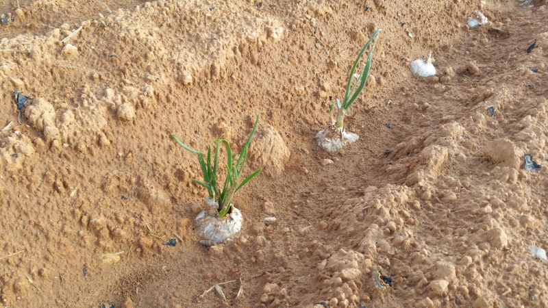 Calçots creciendo.