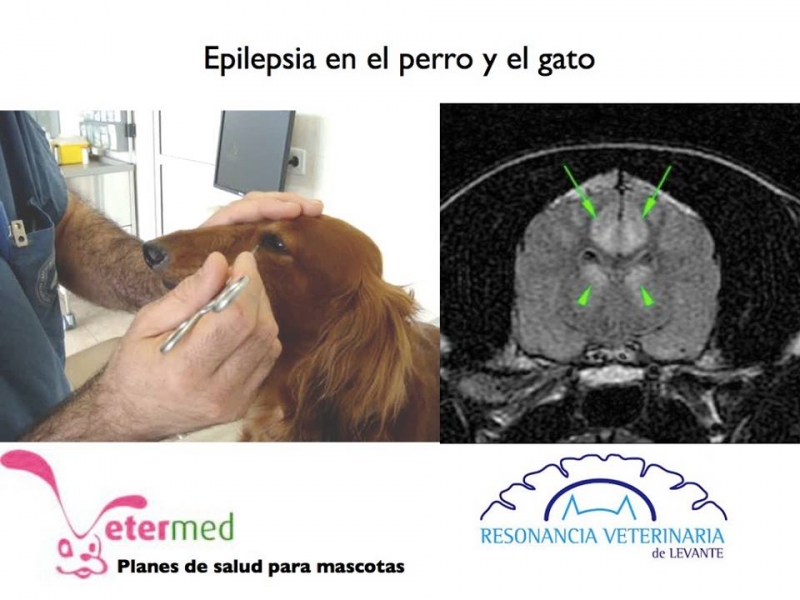 Epilepsia en el perro: Mas informacin en http://www.vetermed.com/epilepsia-en-el-perro-y-el-gato