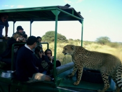 Slu-madrid students get close and personal with the wildlife during an african safari