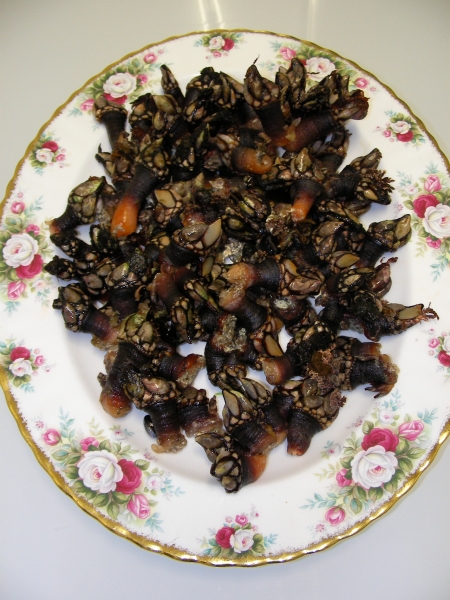 Percebes de la Costa da Morte