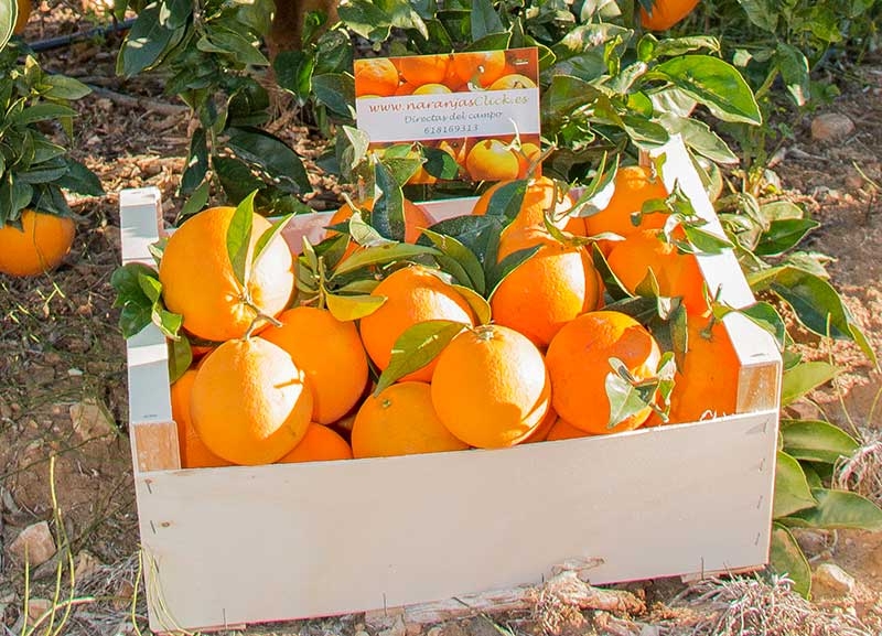 Naranjas directas del campo