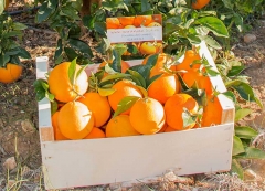 Naranjas directas del campo