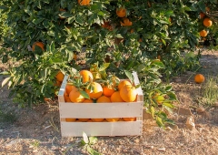 Caja de naranjas de 15kg
