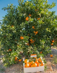 Caja de naranjas de 10kg