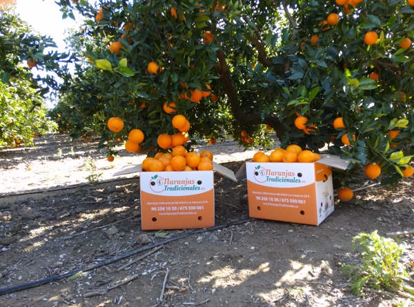 naranjas recién recolectas para enviar