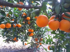 Naranjas lane late