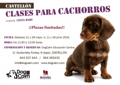 Clases para cachorros