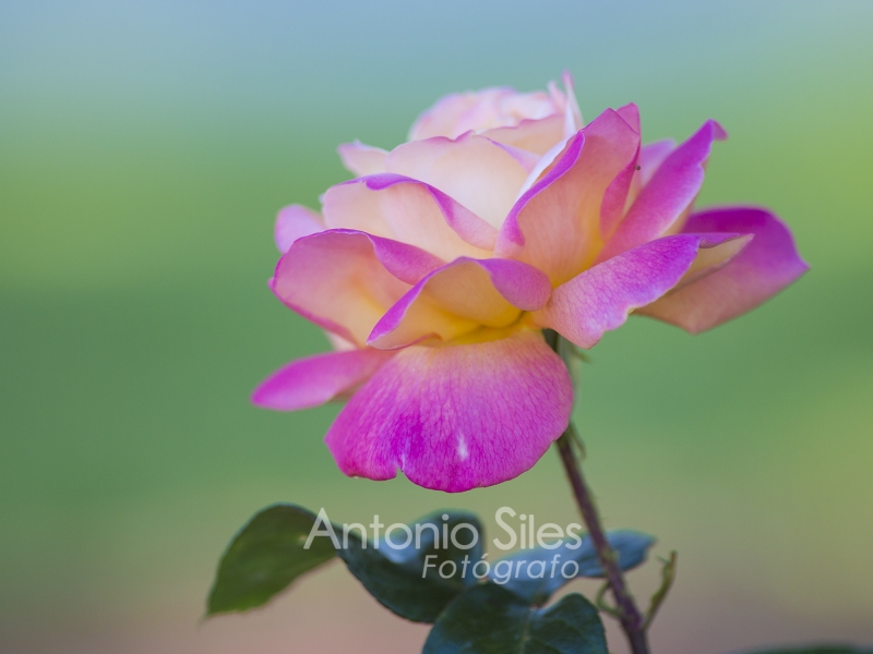 rosa en el parque