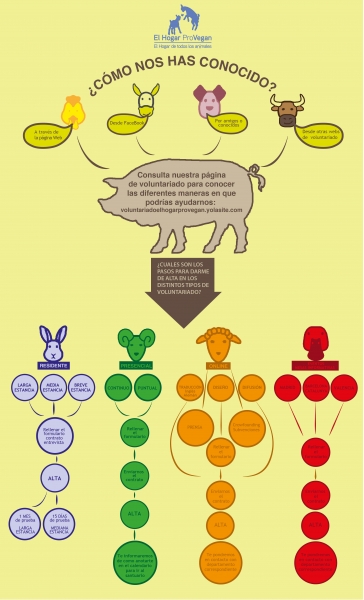 Infografa para servicios de voluntariado en refugio de animales