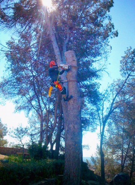 FORESTAL SILVESTRE