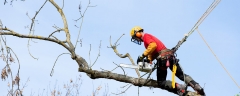 Forestasl / epi forestal / trepolines